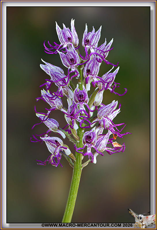 Orchis Singe